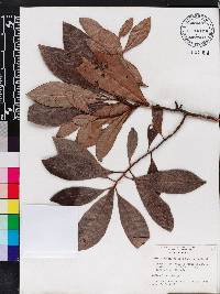 Ardisia escallonioides image