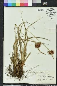 Cyperus planifolius image