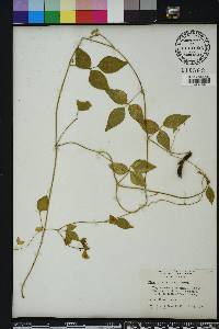 Vigna luteola image