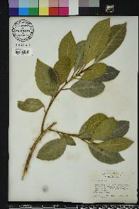 Ficus aurea image