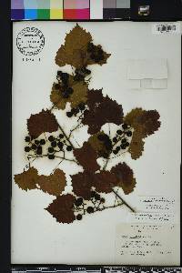 Vitis rotundifolia image