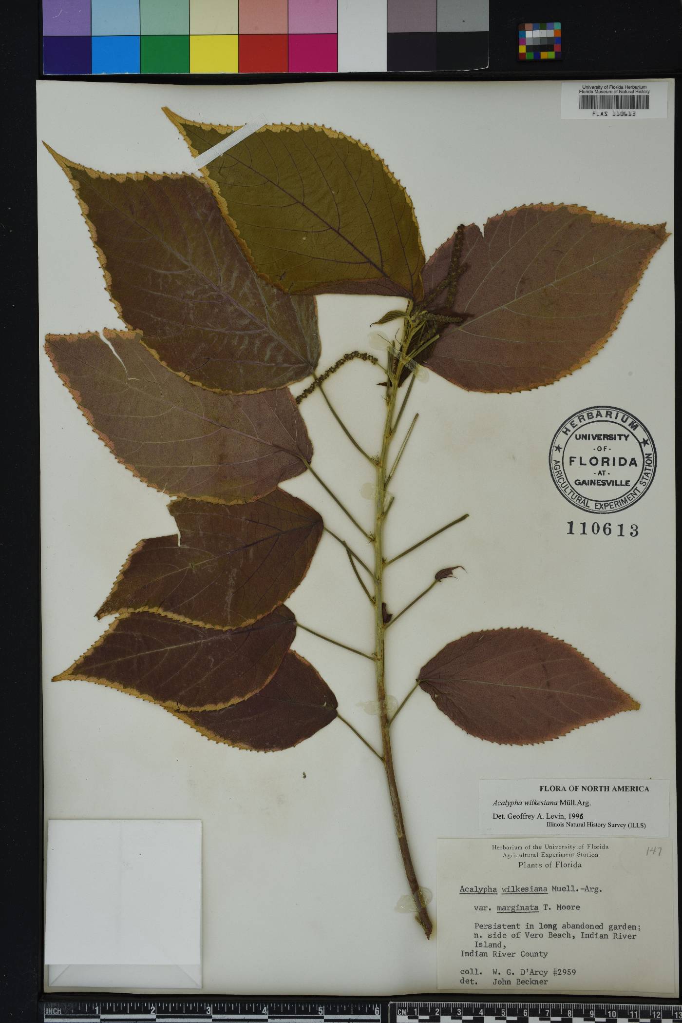 Acalypha amentacea image