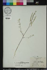 Polanisia tenuifolia image