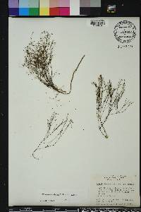 Stipulicida setacea image