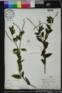 Heliotropium angiospermum image