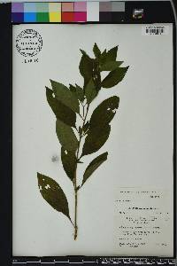 Heliotropium angiospermum image