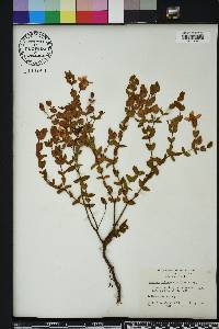 Hypericum tetrapetalum image