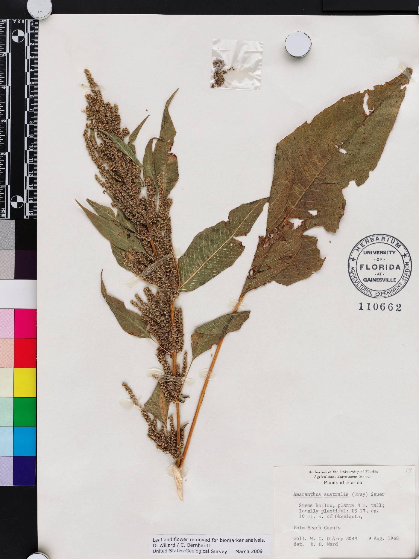 Amaranthus australis image