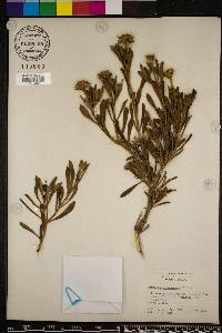 Borrichia arborescens image