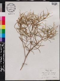 Croton linearis image