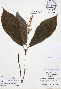 Collinsonia verticillata image