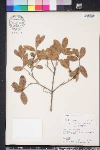 Quercus myrtifolia image