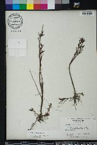 Ludwigia linifolia image