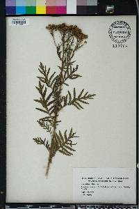 Tanacetum vulgare image