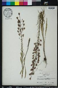 Liatris gracilis image