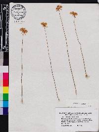 Utricularia cornuta image
