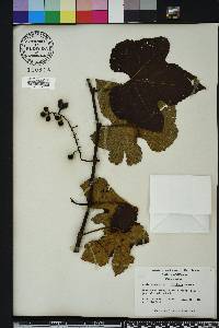 Vitis cinerea image