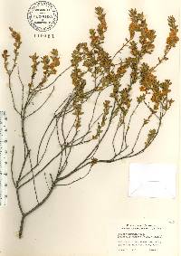 Kalmia hirsuta image