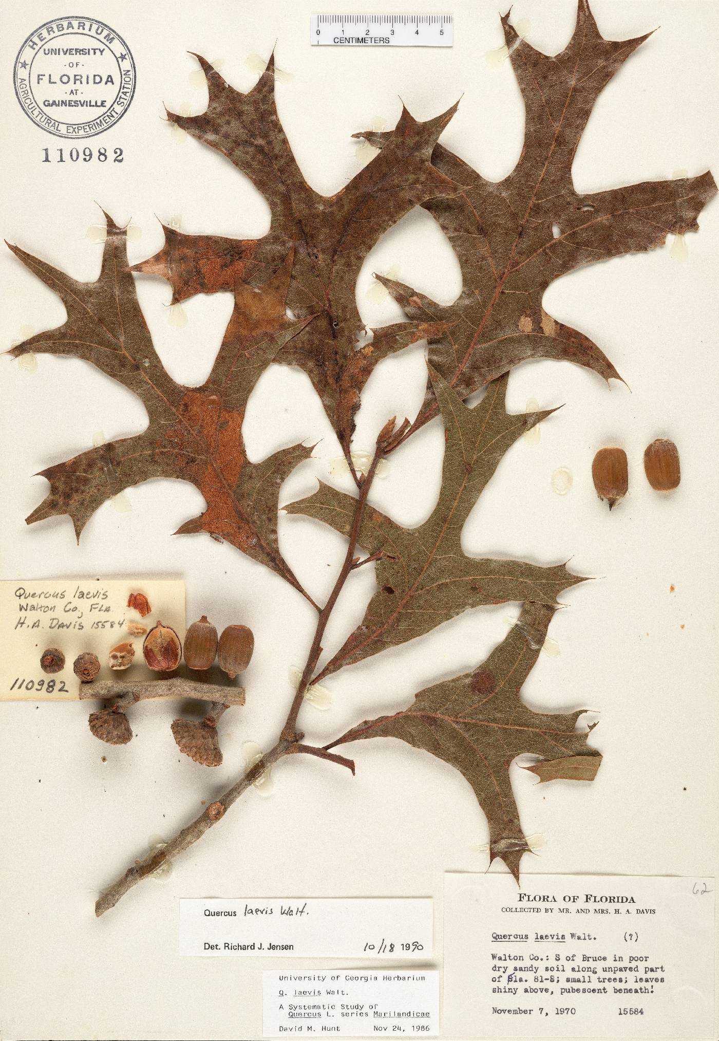 Quercus laevis image