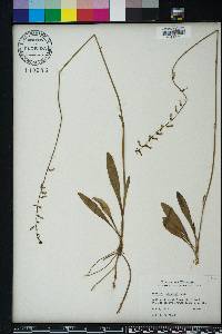 Lobelia paludosa image