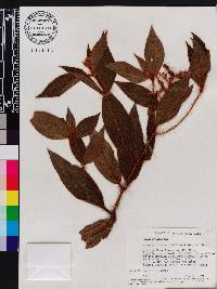 Miconia lacera image