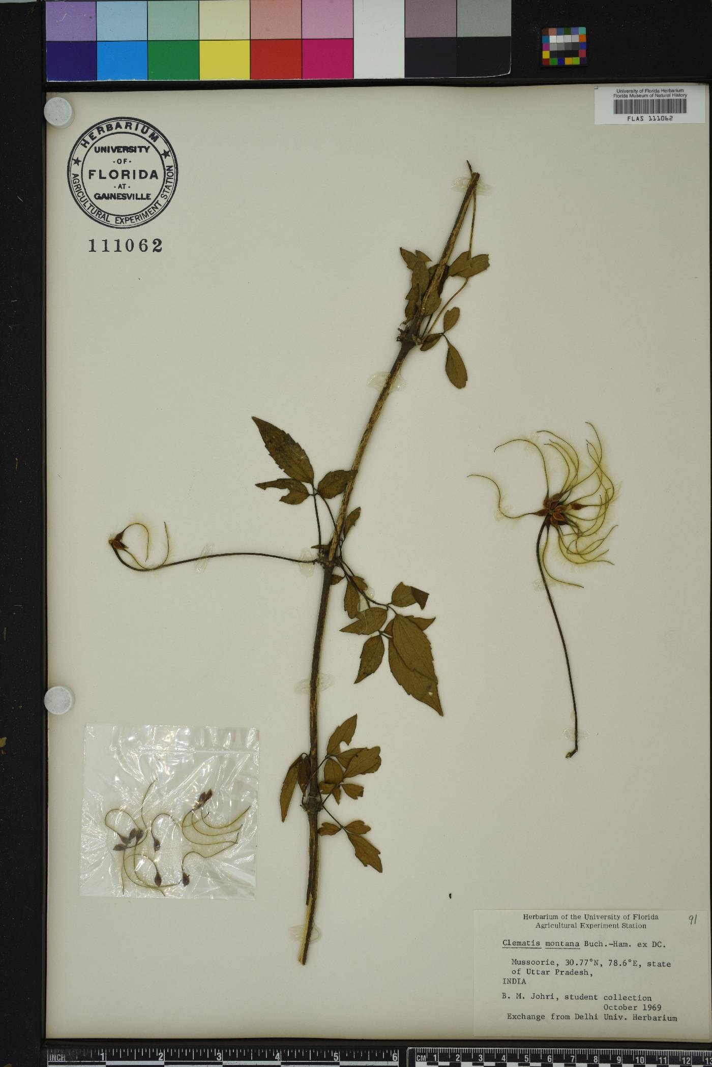 Clematis montana image