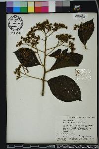 Heliotropium verdcourtii image