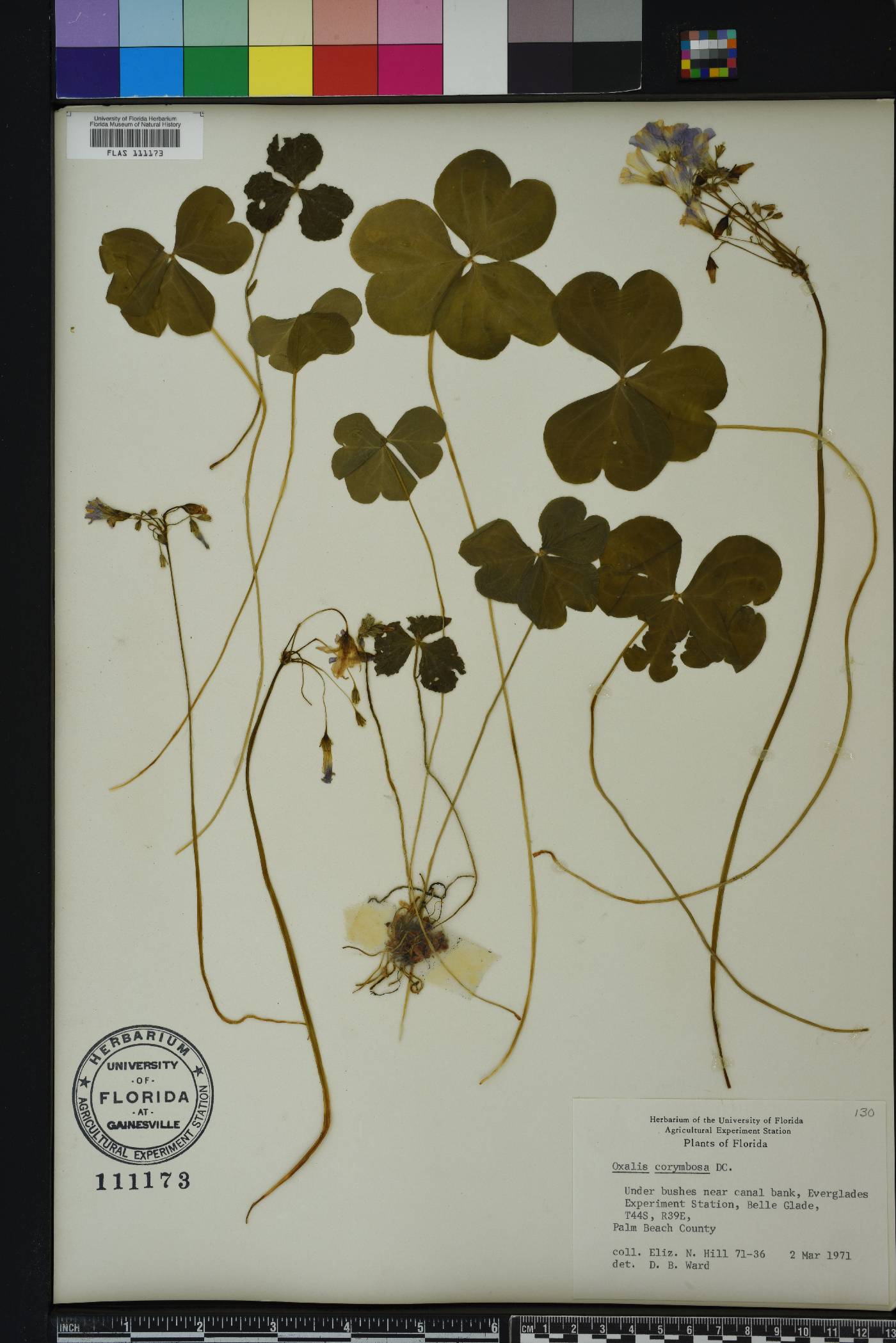 Oxalis corymbosa image