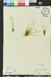 Eleocharis geniculata image