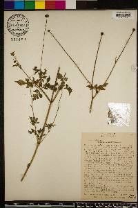 Bidens pilosa image