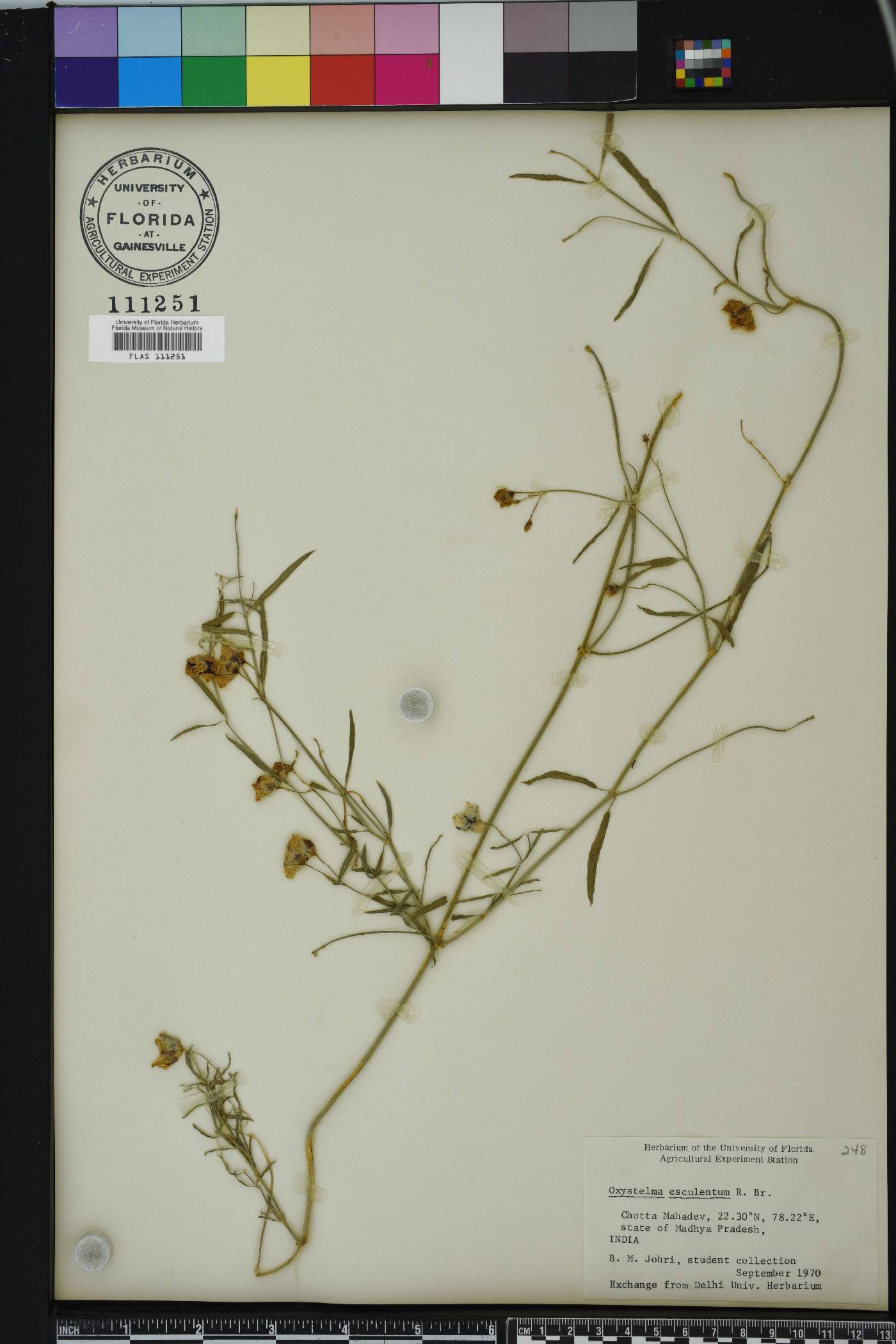 Oxystelma esculentum image