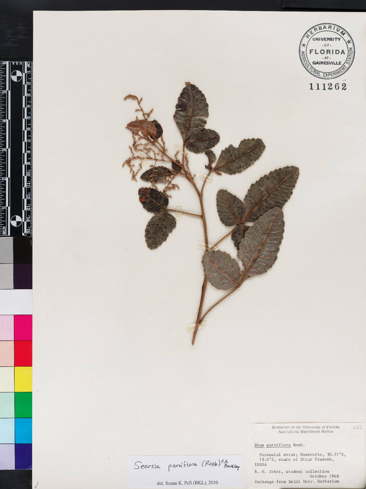 Searsia parviflora image