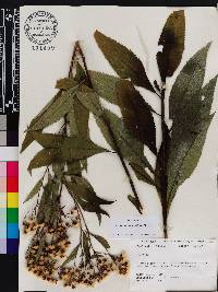 Vernonia flaccidifolia image