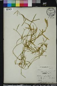 Cynanchum angustifolium image