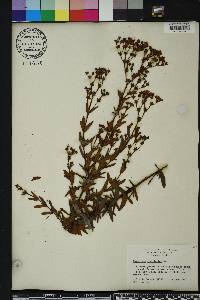 Hypericum cistifolium image
