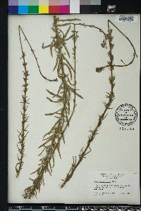 Oenothera simulans image