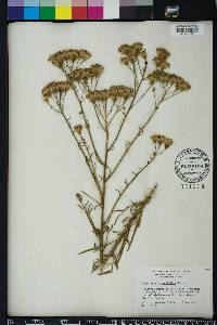 Palafoxia integrifolia image