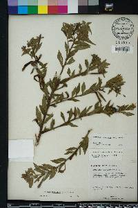 Ludwigia octovalvis image