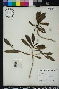 Morinda umbellata image