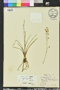 Schoenolirion albiflorum image