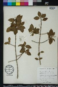 Chiococca alba image