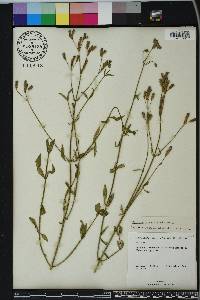 Verbena brasiliensis image