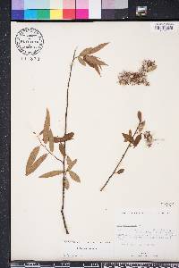 Salix caroliniana image