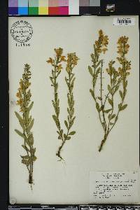 Scutellaria multiglandulosa image