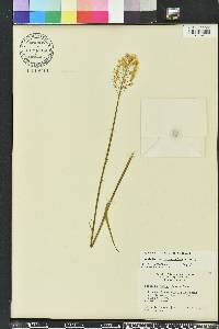 Stenanthium densum image