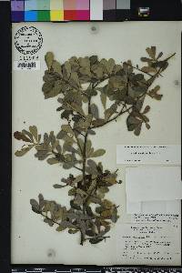 Sideroxylon celastrinum image