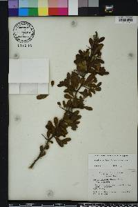 Sideroxylon reclinatum subsp. reclinatum image