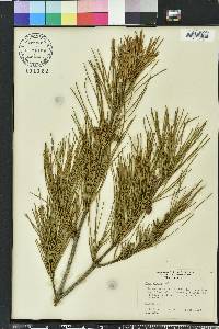 Pinus glabra image