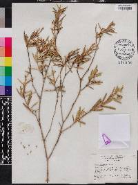 Croton linearis image