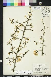 Prunus umbellata image